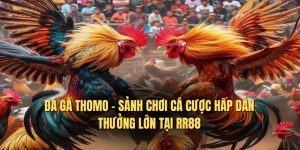 Đá Gà Thomo - Sảnh Chơi Cá Cược Hấp Dẫn Thưởng Lớn Tại RR88