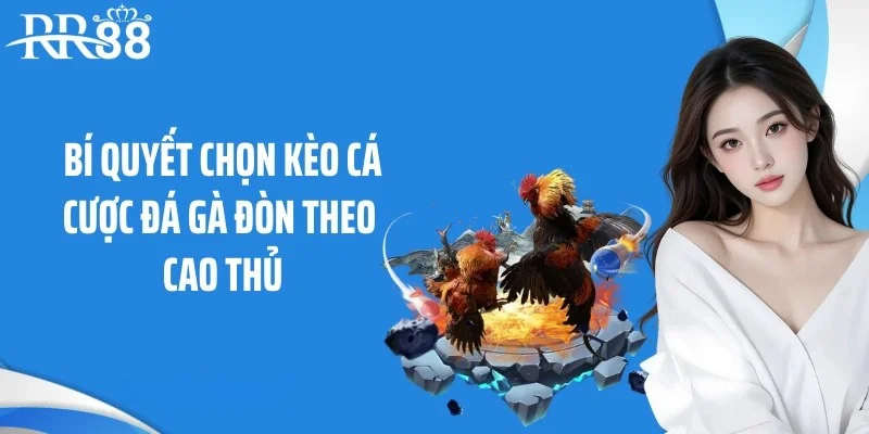 Bí quyết chọn kèo cá cược đá gà đòn theo cao thủ