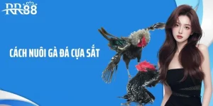 Cách nuôi gà đá cựa sắt