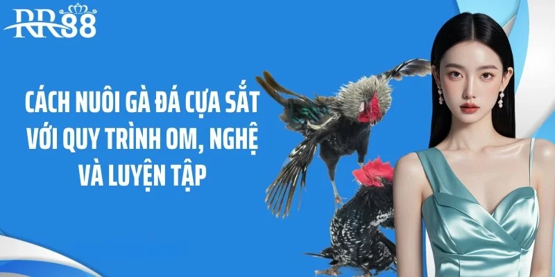 Cách nuôi gà đá cựa sắt với quy trình om, nghệ và luyện tập